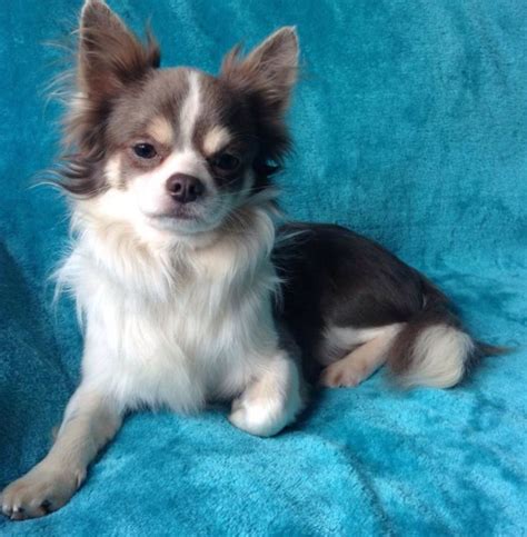 <strong>Chihuahua Chihuahua puppies</strong> $450 (Negotiable) <strong>Chihuahua</strong> Oakley $2,600 <strong>Chihuahua</strong> Purebred <strong>Chihuahua puppies</strong> $300 <strong>Chihuahua</strong> Diesel $2,700. . Long haired chihuahua puppies for sale craigslist